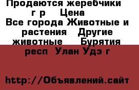 Продаются жеребчики 14,15 16 г.р  › Цена ­ 177 000 - Все города Животные и растения » Другие животные   . Бурятия респ.,Улан-Удэ г.